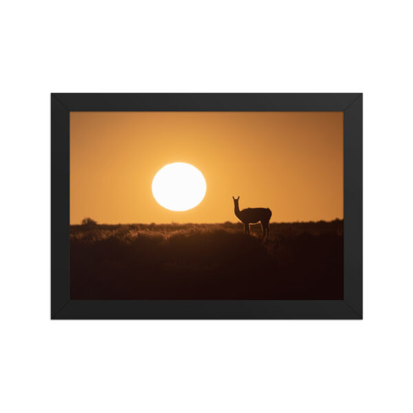 Guanaco framed matte paper poster - Imagen 2