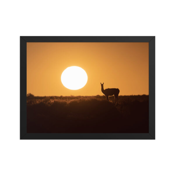 Guanaco framed matte paper poster - Imagen 3