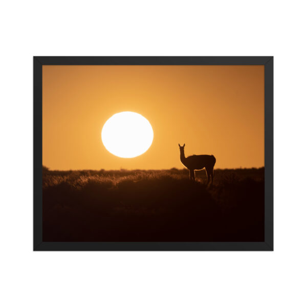 Guanaco framed matte paper poster - Imagen 5