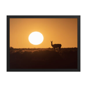 Guanaco framed matte paper poster
