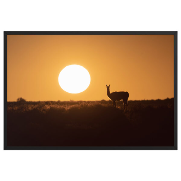 Guanaco framed matte paper poster - Imagen 7