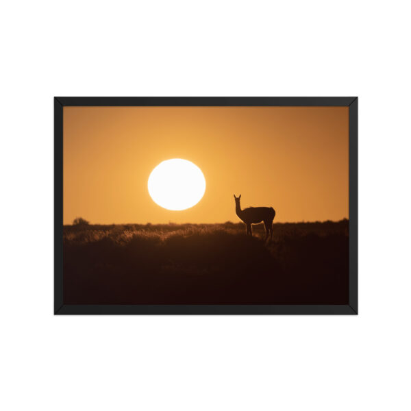 Guanaco framed matte paper poster - Imagen 8