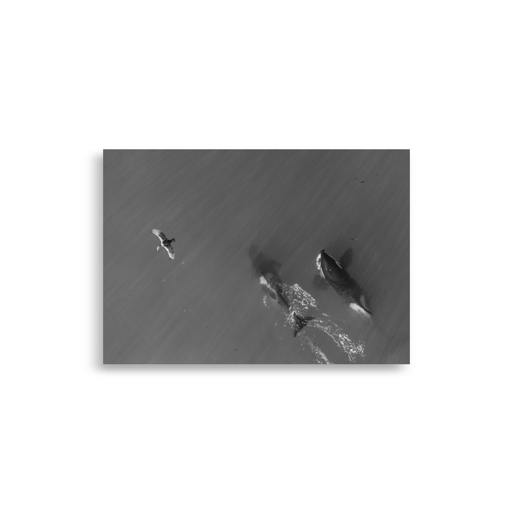 Orcas y Aves en Península Valdés (Blanco y Negro – Edición Limitada) - Poster de papel mate - Imagen 3