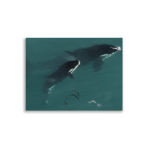 Orcas en Caza en Península Valdés - Poster de papel mate