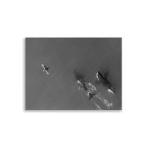 Orcas y Aves en Península Valdés (Blanco y Negro – Edición Limitada) - Poster de papel mate