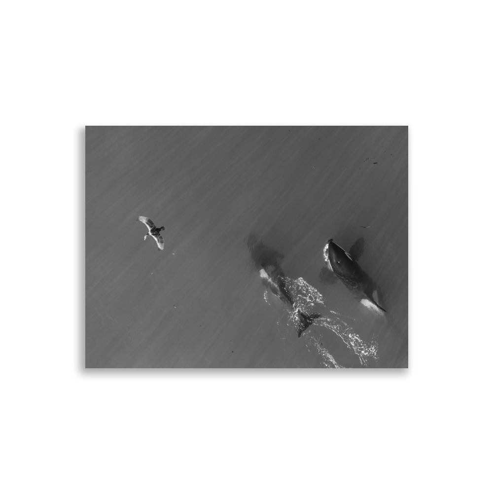 Orcas y Aves en Península Valdés (Blanco y Negro – Edición Limitada) - Poster de papel mate