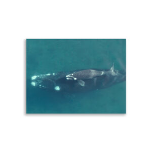 Póster de Ballena Franca Austral con Cría - Poster en papel mate